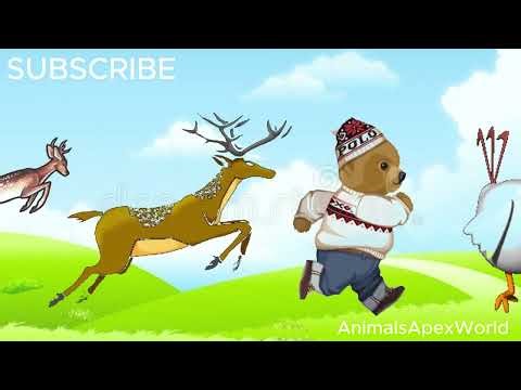 WILD Animal Stampede Caught on Camera!