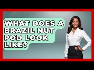 What Does A Brazil Nut Pod Look Like? - Brazil Travel Expert