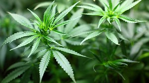 Mass. launches marijuana delivery license application