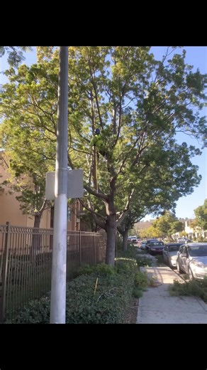 Con 2 varas ooh my gucci man 👨🏾‍🌾🌳 #werco #tj #sd #la #arborist #arboleros #pov #fyp