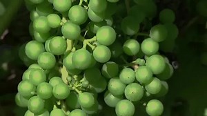 Australia wine exports to China soar as tariffs lifted