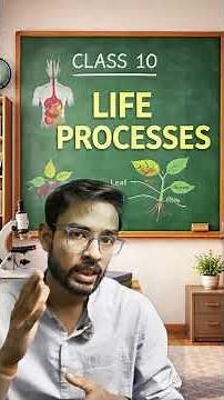 Breakdown of Glucose Flowchart 📉 Life Processes Class 10