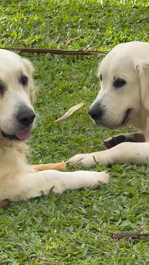 #mygoldenretriever | Vic Allen