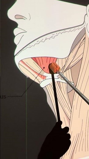 Mylohyoid #kinesiology #anatomy #anatomystudy #science #biomechanics #biology