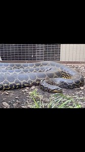 🌿 Today, let’s slide into the fascinating world of the Yellow Anaconda, one of nature’s most intriguing serpents! 🐍💛 🔸 Ssssize Matters: The Yellow Anaconda, also known as ‘Eunectes notaeus’, may not be as big as its cousin the Green Anaconda, but it still packs a punch! These reptiles can grow up to 4.6 meters (15 feet) long, making them one of the largest snakes in the world! 📏 🔸 A Watery Domain: These yellow-patterned beauties LOVE water! 🌊 They are semi-aquatic and can be found in the 