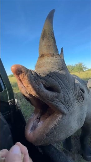 Rhinoceros Animals #rhinoceros #facts #shorts