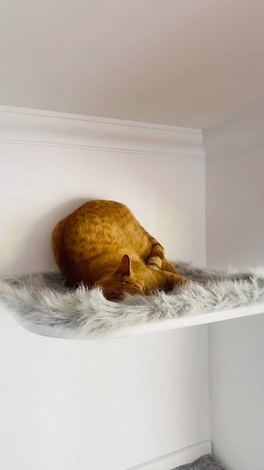 El catnip haciendo efecto | Gatificando