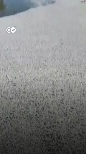 6K views · 67 reactions | Millions of dead and rotting fish have clogged a vast stretch of Australia's second-longest river. This is the third mass fish die-off to hit the area since 2018. | DW News | Facebook