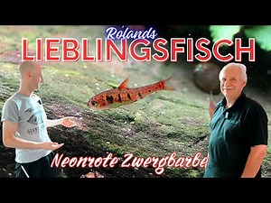 A very special fish from Africa | Neon red dwarf barb - Enteromius jae | Door 20