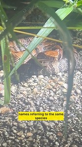 9.1K views · 196 reactions | Baby snakes galore! Herping south Florida with friends! #snakes #herping #florida #cottonmouth #agkistrodon #cornsnake | Mark’s Reptiles | Facebook