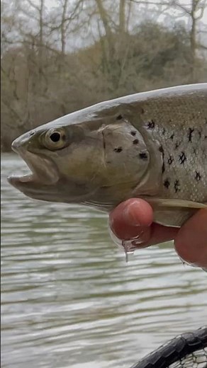 Truite en Rivière 🔥 #pêche #fishing #truite
