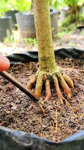 The Secret to Perfect Bonsai Roots: The "Root Press" Method
