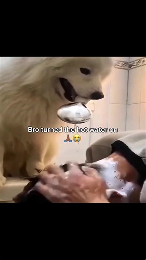 Cute small dog vibe — relatable pet moment