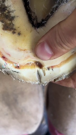 Draining a small abscess! Instant relief! #farrier #fyp #foryou #viral #abscess #farriersoftiktok #oddlysatisfying #relief #hoof #horse #horsesoftiktok