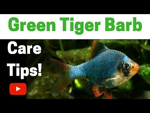 Green Tiger Barb Care Tips
