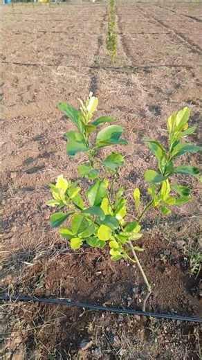 Pomelo Plant (Citrus maxima)