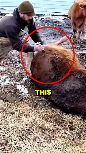 This is how you can save a bloated cow 🐄💨 #shorts