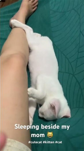 Sleeping beside my mom 😺#kittencuddles #cat #movelycat #catvideos #catshorts #kitten #cute
