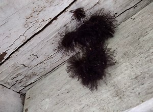 Be very careful if you see this in the corner of your room, and don’t touch it! See why below 😮 | Funky Style