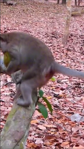 Life of Monkeys: The baby monkey fell and got hurt when it jumped over its mother.