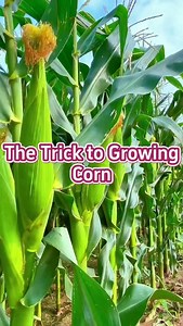 2.8K views · 3.9K reactions | #gardening #garden #farming #agriculture #gardeningtips #planting #corn | Garden fever | Facebook