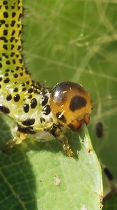 517K views · 4.5K reactions | A Larve eating leaf ASMR Wincent dtaNI #wildlife #nature #Insect | HAWI Studios | Facebook