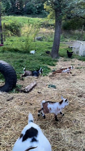 🎉🐐 HAPPY FRIDAY from the baby goat crew! These little rascals are bouncing into the weekend with full speed, zero chill, and endless chaos. Baby goats Friday = pure joy! 💕 #reelsvideo #reelschallengereelschallenge #reelschallenge #babygoats | Fallen Willow Acres