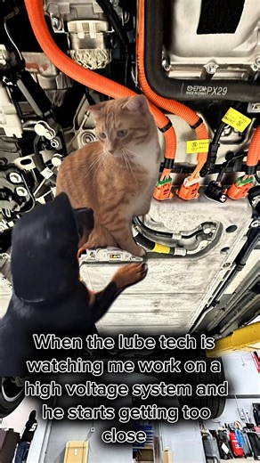 No no touch orange wires #meme #mazda #mechanic #ev #bluecollar | Mazda Car