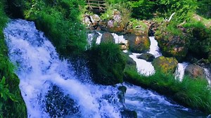 Nature, Spring, Flower. Free Stock Video