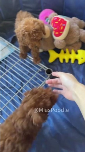 Potty train every puppy and worked.