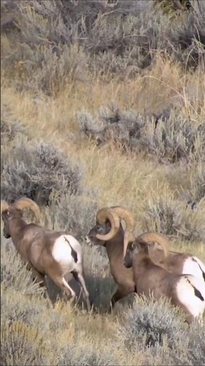 Bighorn Sheep Sounds (Walking Through the Sagebrush)