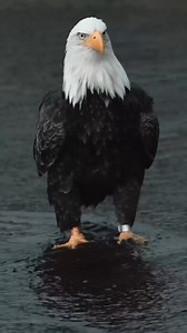 That’s my favorite bird in all of America. 💪🦅🇺🇸 . . . . . . . #motivation #inspiration #birdwatching #naturephotography | We Love Eagles