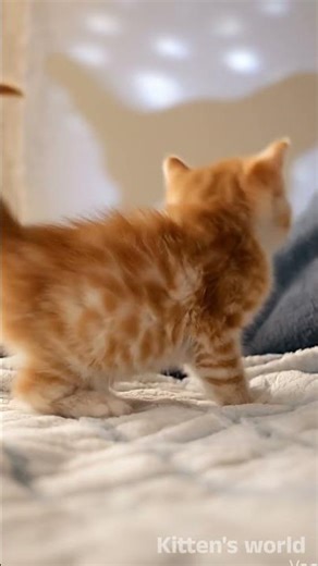 Adorable Kitten Soft Meowing 🐱💗 | Cutest Cat Sounds Ever (Relaxing & Cute)