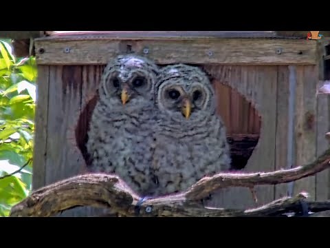 Barred Owlets Moss and Maple Prepare For Departure At Nest Box Entrance – May 9, 2025