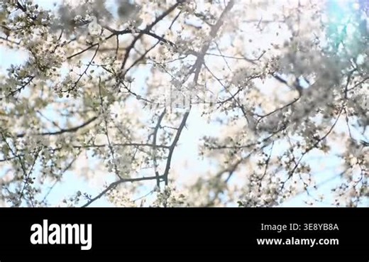 Cherry blossom branches swaying against clear blue spring sky Stock Video Footage - Alamy