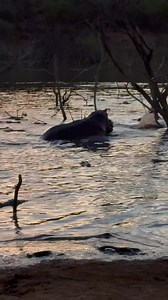 17K views · 155 reactions | This is kind of crazy  #africanwildsafaris #leadwoodranch #hippo #crocodile #dangerousgame #bigfive #sci #biggamehunting #wildlife #jagt #bigfive #safariclubinternational | African Wild Safaris | Facebook