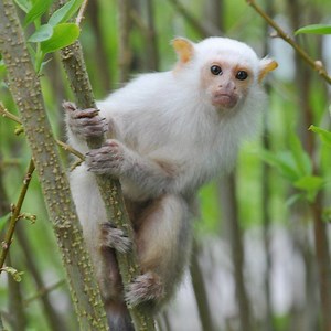 Silvery marmoset - Alchetron, The Free Social Encyclopedia
