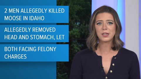 Two men allegedly killed a moose in Idaho