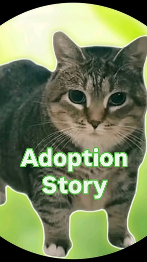 Ethel the OIIA Cat | Ethel’s Story: Part 1 #catsofinstagram #chonk #adoptdontshop #ethel #oiia #blind | Instagram