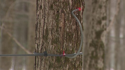 Discover the sweet journey of maple syrup on NEPA self-guided tour this Saturday