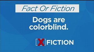 Fact or Fiction: Dogs Are Colorblind