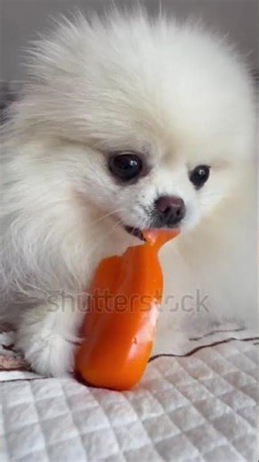 free free free Pomeranian puppies subscribe and comment for adoption