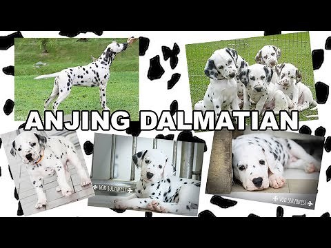ANJING DALMATIAN BERWARNA MEWAH & UNIK - ANJING LANGKA DI INDONESIA