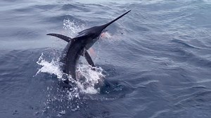 The Costa Rica seamounts remain one of the world's top destinations for Pacific blue marlin. Thumper Bluewater Expeditions in Golfito is always on the bite. | Marlin Magazine