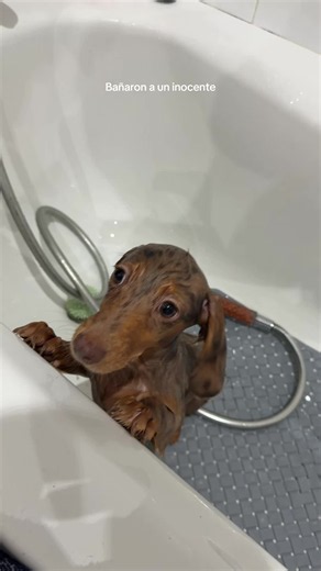 Colas esto no es divertido😫 si me dan algún tip para que la hora de el baño sea más tranqui🥺