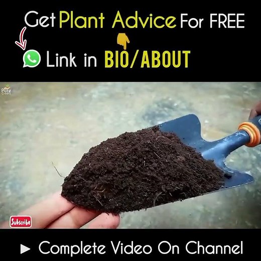 Benefits of Using Peat Moss For Plants!