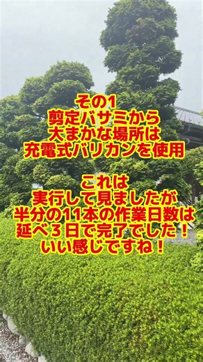 #チャボヒバ22本剪定 #剪定作業計画