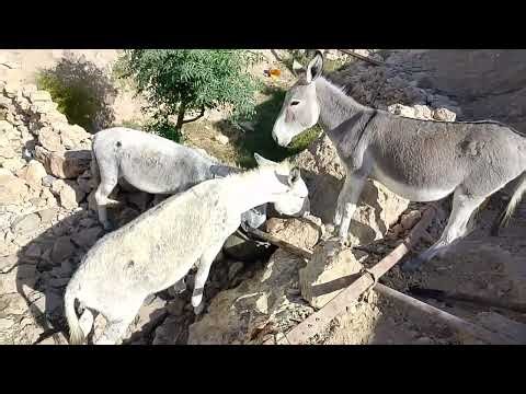 My donkey 😂 donkey donkey funny 😂 donkey donkey kicking funny 😂