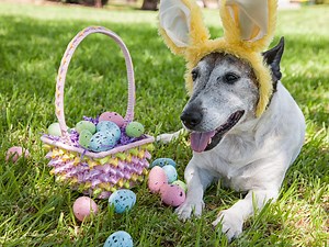 How to Plan an Easter Egg Hunt for the whole family - realestate.com.au