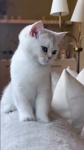 Kylie Jenner's cat and bubble bath Saturday